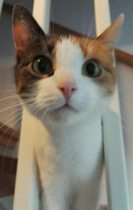 Leaving Twitter. Love cats and have one 😺. Hobby photographer. Always against bullying. Curious to learn. And sorry, too many typos on my tweets 😅