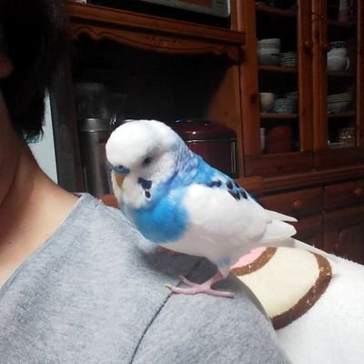 ぴよぴよ524 小カブが安かったので 業務スーパーのなんでもできるっ酢で千枚漬け作りました ミツカンの方が美味しいかも 千枚漬 なんでもできるっ酢 業務スーパー ぴよぴよ524 小カブが安かったので 業務スーパーのなんでもできるっ酢で千枚漬け作りました ミツカンの方が美味しいかも 千枚漬 なんでもできるっ酢 業務スーパー