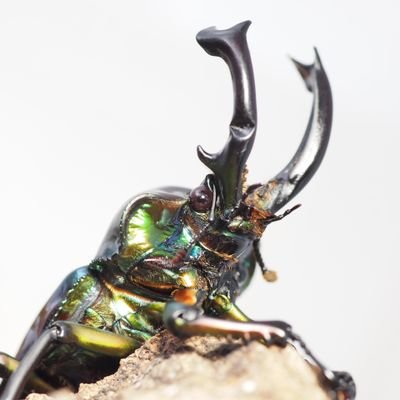 えびかぶとん グリンダルワームを補食するミズカマキリの初齢幼虫 赤ちゃんに最適グリンダルワーム ミズカマキリ タイコウチ タガメ ゲンゴロウ