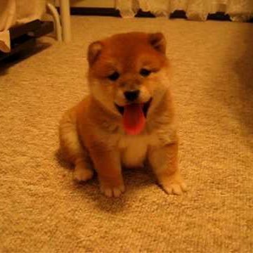 シバコロさんのプロフィール画像