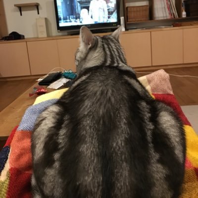 nob3hassy3's profile picture. 