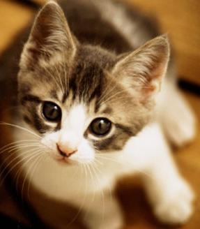 HiroKD's profile picture. 神奈川との境目の東京都町田。日々の仕事に追われながらも休日の暴飲暴食を楽しみに頑張る生活。