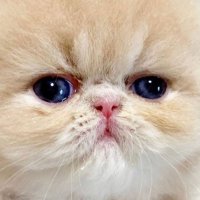 むうとゆぱ (@moukitten) 's Twitter Profile