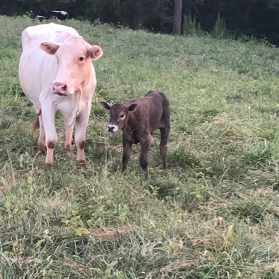 AndyHic30131514's profile picture. God, Guns, Cows, ‘Merica.