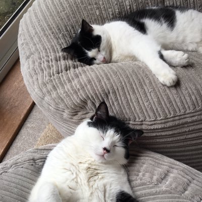 Alfie and Humphrey. Handsome dudes. Brothers.  Rescues. We ❤️ tuna. Living our best lives 💙🥳