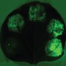 LabShih's profile picture. Twitter of the Lab of Dr. Patrick Shih at UC Berkeley