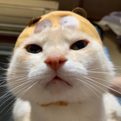 macha_612's profile picture. 好きなもの→🐱🐱と草彅さん crazyな彼らの華麗なる逆襲を待つ