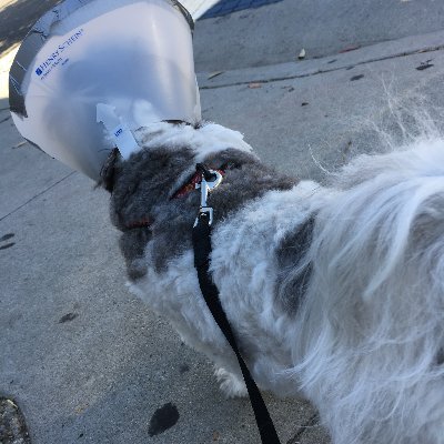 AkamaeKitaro's profile picture. FREEDOM（自由が一番）, FREE enterprise, 小さな政府, Traditional Value, a Strong National Defense(平和目的の軍事大国) Heritage Foundation Missionのパクリ。Amy Winehouse ファン