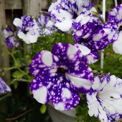 sarahel15664816's profile picture. 