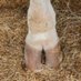 Attis Hoof (@attishoof) Twitter profile photo Attis Hoof (@attishoof) Twitter profile photo