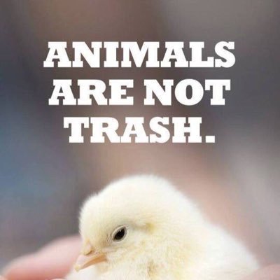 Ⓥ Against animal and human abuse / Tegen uitbuiting van dieren en mensdieren #animalrights #humanrights 🌱