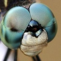 Grossbirne π§π©π¦π· (@grossbirne) 's Twitter Profile Photo Grossbirne π§π©π¦π· (@grossbirne) 's Twitter Profile Photo