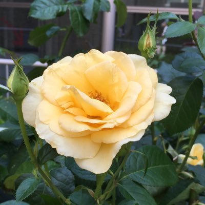 romeroさんのプロフィール画像