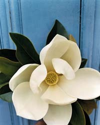 stargazer99's profile picture. Liberal Texan who spent 20 years in California.  Healthcare, feminist, bibliophile, life-long learner, world traveler, movie lover. Spiritual life.