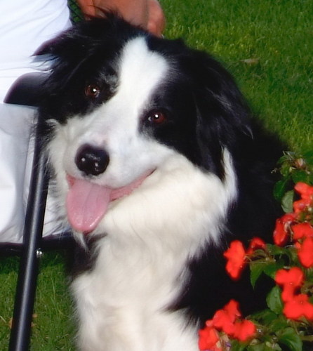 Black and White Border Collie.
I love playing catch, watching TV, and giving hugs.
I love life!!