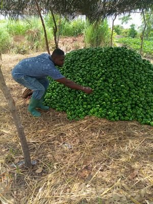 VeglandE's profile picture. Vegeland is into the sales of Agricultural inputs, farm produce and agricultural consultancy