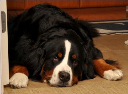 My name is Carter, the Bernese Mountain Dog. I'm a big dog, but not a scary dog. Kids love me - I'm like a giant teddy bear!