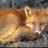 JolieRenard's profile image