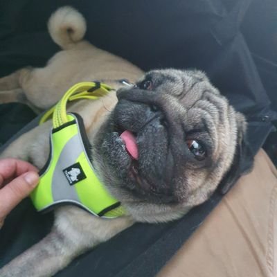 PUG