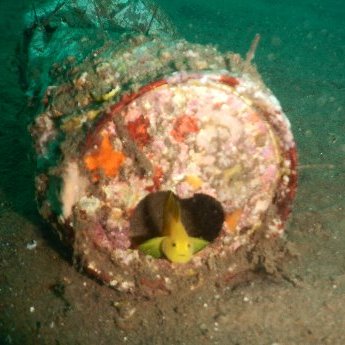 しげる (@IFO_SHIGERU) / Posts / X