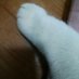 😺まつこ猫、時々きじとら猫😺 (@matsukoneko) Twitter profile photo 😺まつこ猫、時々きじとら猫😺 (@matsukoneko) Twitter profile photo