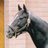 ワなんばー(競馬)