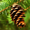 scentofpine's profile picture. Shifted to bluer skies. https://t.co/IeJD0tujTp #WeAreNotPrepared