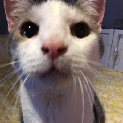 vandelinix's profile picture. 