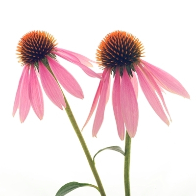 Avicenna Natural Products Inc., is a company dedicated to the development and production of high quality herbal extracts with maximum therapeutic efficacy.