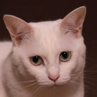 マサ＠読書垢 (@masacat_book) Twitter profile photo