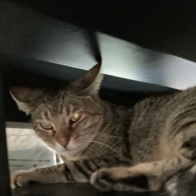 trujillonavac's profile picture. 