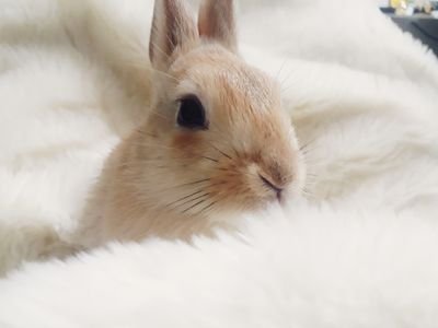 I am pipo the bunny 🐰