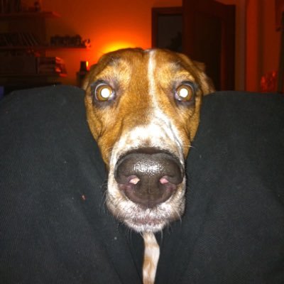 biermannfreund's profile picture. 