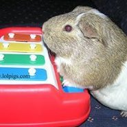 The official Twitter account of https://t.co/pu5Xe7wJpb.  Check us out for funny pictures of guinea pigs.