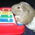 Guinea Pigs (@lolpigs) Twitter profile photo Guinea Pigs (@lolpigs) Twitter profile photo