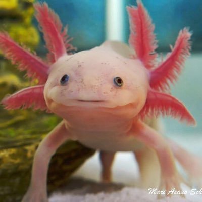 naialover8's profile picture. 🇺🇸/🇧🇷 15 #gay/#trans I love to travel! and I love eddworld bAck aT iT aGaIn aT kRisPy kReMe and I’m also a artist! he/him