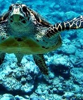 preserve the nature and save the world.