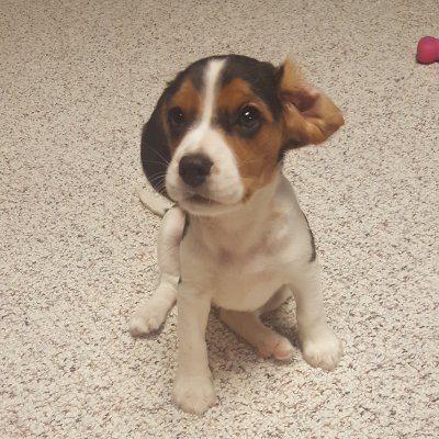 FuzzyOSRS's profile picture. 20+ Jcup Wins, @Korean_GirlRS