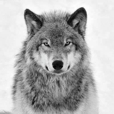 redandblackwolf Profile Picture