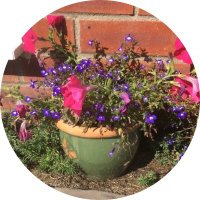 Elena (@mrsbezoari) 's Twitter Profile