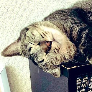 hanamemekina's profile picture. ただ今自分探し中。いいね押しがちです👍垢分けがめんどいので多種多様に呟きます🗣無言フォロー失礼します🙇‍♂️ねこ好き▶︎ニャンコ3姉妹が家族🐈🐾Apple Watch好き⌚️最近の流行アプリ▶︎muuteで自己分析📈Bonfireでつぶやく🔥趣味▶︎ドライブ＆自然大好き🏞🚙