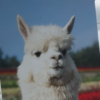 sibal_insang1's profile picture. 