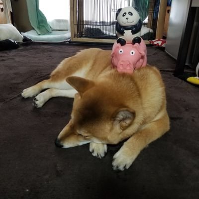 hanul38's profile picture. すっかりパンダ中毒です