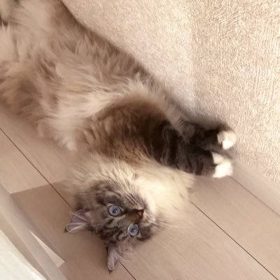 🐾暴れん坊将軍ルッカ🐾さんのプロフィール画像