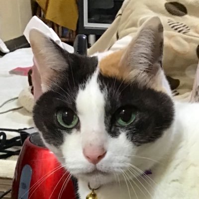 初めまして!私は『三日月童子』でファンなりました。本当に素敵なお兄様でした。 それにしてもデビュー作、『雪之丞変化』は感動しました。品の良さ、踊り、声まで 絶品です。そのほか、素晴らしい作品が沢山ありますよね〜。またお邪魔しま〜す