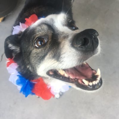 MollySand08's profile picture. Dogs. Politics. Puns. That about sums it up.