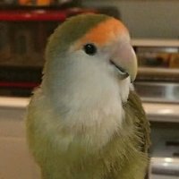 金運インコ モンチー (@gacchan0811) / X