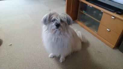 tuchihama_shino's profile picture. 🐶🐶🐶🐶🐶🐶🐶🐶🐶🐶🐶🐱🐱🐱🐱🐱🐱🐱🐱🐱🐱🐱🐱🐱🐱🐱🐱🐱🐱🐱🐱🐱🐱🐱🐱🐱🐱🐱🐱🐱🐱🐱🐱🐱🐢🐢の大家族です。🏚️全体が動物園みたいなものです。