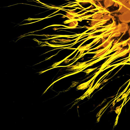 xdevzone's profile picture. 