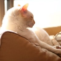 Forest Cat(@bastetkitten) 's Twitter Profile Photo